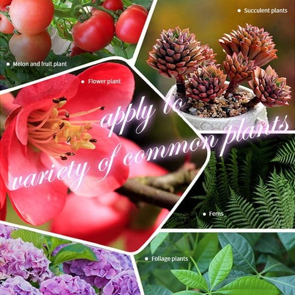Miniatuur 2